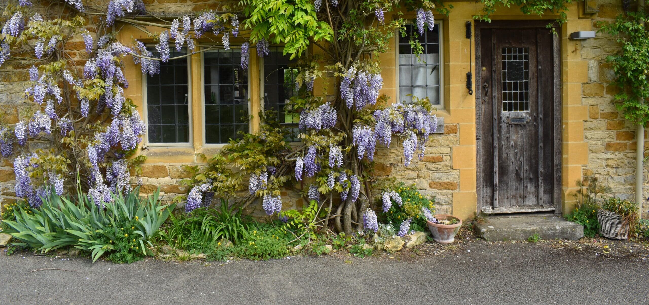exterior of luxury two bedroom holiday cottage perfect for exploring the cotswold. acacia tree over stone facade of traditional old fashioned property to rent
